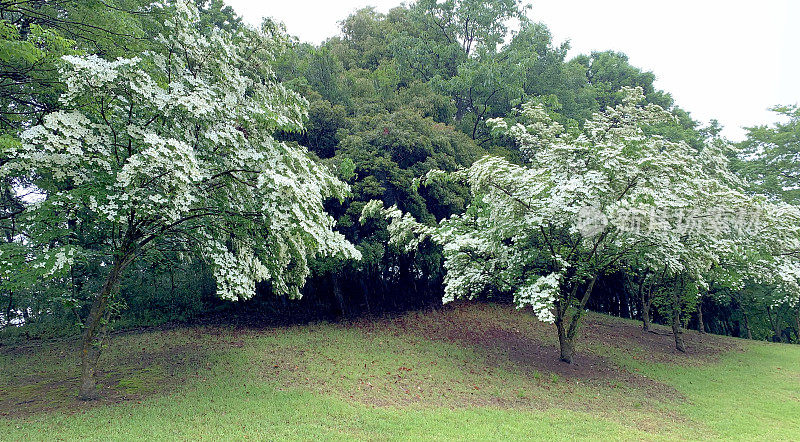 山茱萸/日本山茱萸:美丽的开花植物